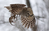 Barred Owl hunts a rat, north of Quebec City, Canada - 2012