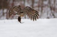 Barred Owl hunts a rat, north of Quebec City, Canada - 2012
