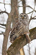 Barred Owl hunts a rat, north of Quebec City, Canada - 2012