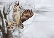 Barred Owl hunts a rat, north of Quebec City, Canada - 2012
