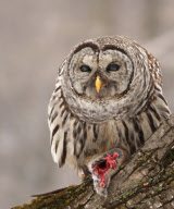 Barred Owl hunts a rat, north of Quebec City, Canada - 2012