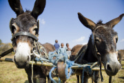 The Tonteldoos Donkey project, South Africa - 03 Jun 2012