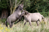 Konik horses on Wicken Fen, near Cambridge, Cambridgeshire, Britain - 12 Sep 2012