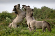 Konik horses on Wicken Fen, near Cambridge, Cambridgeshire, Britain - 12 Sep 2012