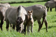 Konik horses on Wicken Fen, near Cambridge, Cambridgeshire, Britain - 12 Sep 2012