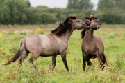 Konik horses on Wicken Fen, near Cambridge, Cambridgeshire, Britain - 12 Sep 2012