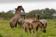 Konik horses on Wicken Fen, near Cambridge, Cambridgeshire, Britain - 12 Sep 2012