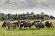 Konik horses on Wicken Fen, near Cambridge, Cambridgeshire, Britain - 12 Sep 2012