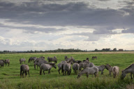 Konik horses on Wicken Fen, near Cambridge, Cambridgeshire, Britain - 12 Sep 2012