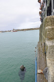 Boy swimming with seal in St Ives Harbour, Cornwall, Britain - 16 Sep 2012