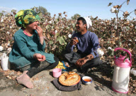 Baumwollernte in China