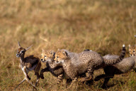 Cheetah cubs learn survival skills, Masai Mara, Kenya - 29 Aug 2012