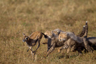 Cheetah cubs learn survival skills, Masai Mara, Kenya - 29 Aug 2012