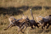 Cheetah cubs learn survival skills, Masai Mara, Kenya - 29 Aug 2012