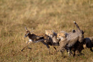 Cheetah cubs learn survival skills, Masai Mara, Kenya - 29 Aug 2012
