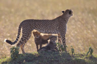 Cheetah cubs learn survival skills, Masai Mara, Kenya - 29 Aug 2012