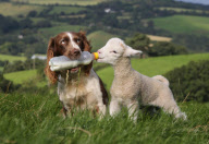 Springer spaniel sheepdog Jess feeds a lamb using a bottle held in her mouth, Devon, Britain - 18 Sep 2012