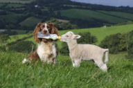 Springer spaniel sheepdog Jess feeds a lamb using a bottle held in her mouth, Devon, Britain - 18 Sep 2012