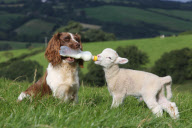 Springer spaniel sheepdog Jess feeds a lamb using a bottle held in her mouth, Devon, Britain - 18 Sep 2012