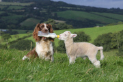 Springer spaniel sheepdog Jess feeds a lamb using a bottle held in her mouth, Devon, Britain - 18 Sep 2012
