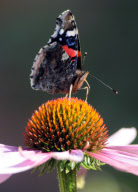 Bee attacks and chases Red Admiral butterfly off echinacea flower at West Dean College Gardens, Chichester, Sussex, Britain - 18 Sep 2012
