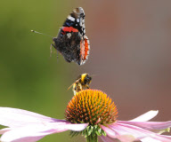 Bee attacks and chases Red Admiral butterfly off echinacea flower at West Dean College Gardens, Chichester, Sussex, Britain - 18 Sep 2012
