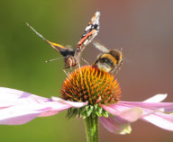 Bee attacks and chases Red Admiral butterfly off echinacea flower at West Dean College Gardens, Chichester, Sussex, Britain - 18 Sep 2012