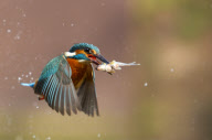 Kingfisher Diving For A Fish, Worcestershire, Britain - 2012