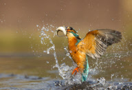 Kingfisher Diving For A Fish, Worcestershire, Britain - 2012