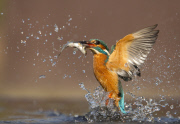 Kingfisher Diving For A Fish, Worcestershire, Britain - 2012