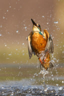 Kingfisher Diving For A Fish, Worcestershire, Britain - 2012