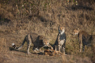 Leopard shown petting a young deer