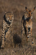 Leopard shown petting a young deer