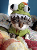 Spangles, the cross-eyed cat - 26 Sep 2012