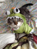 Spangles, the cross-eyed cat - 26 Sep 2012