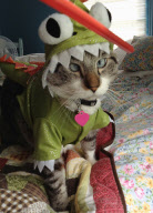 Spangles, the cross-eyed cat - 26 Sep 2012