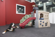 D Pet Hotels open in NYC