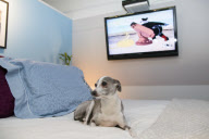 D Pet Hotels open in NYC