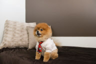 D Pet Hotels open in NYC