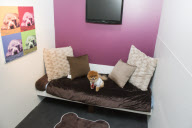 D Pet Hotels open in NYC