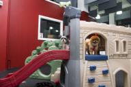 D Pet Hotels open in NYC