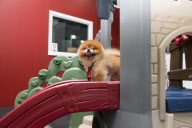 D Pet Hotels open in NYC