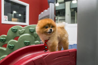 D Pet Hotels open in NYC
