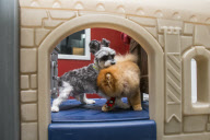 D Pet Hotels open in NYC