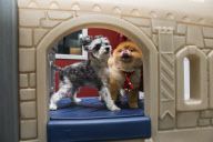 D Pet Hotels open in NYC