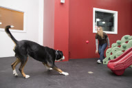 D Pet Hotels open in NYC