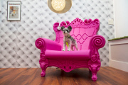 D Pet Hotels open in NYC
