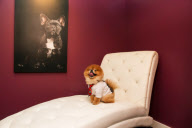 D Pet Hotels open in NYC