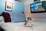 D Pet Hotels open in NYC