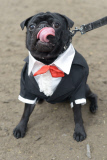 Diva Dog Day: Rekordversuch im Faschingskostüm